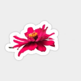 PNG pink zinnia flowers Sticker